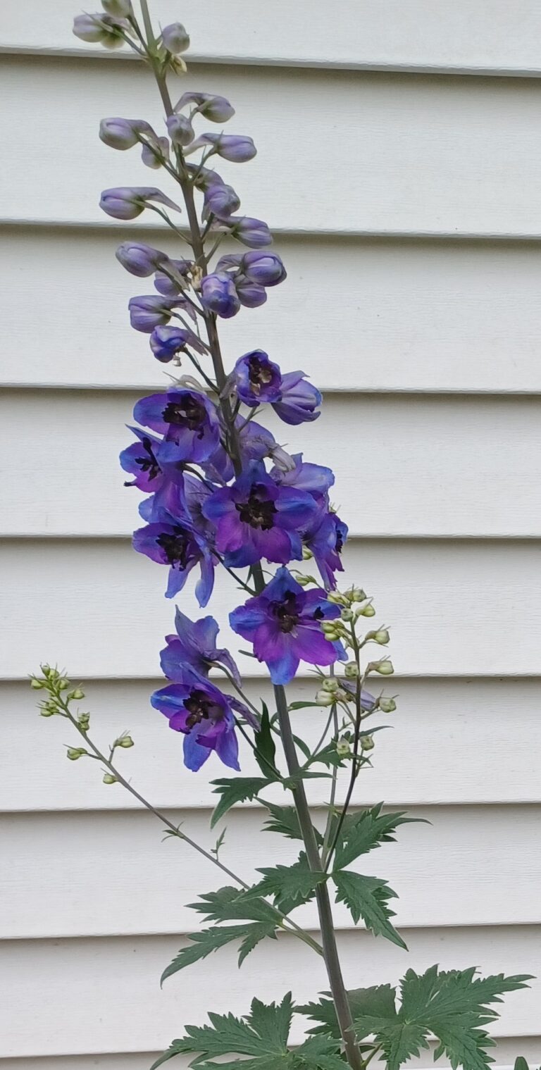 Delphinium